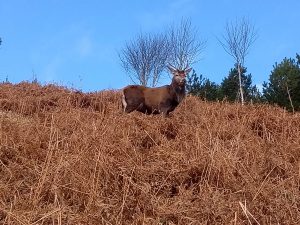 Red Deer in Glenfinnan