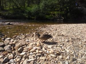 Duck at Steall Falls,Glen Nevis